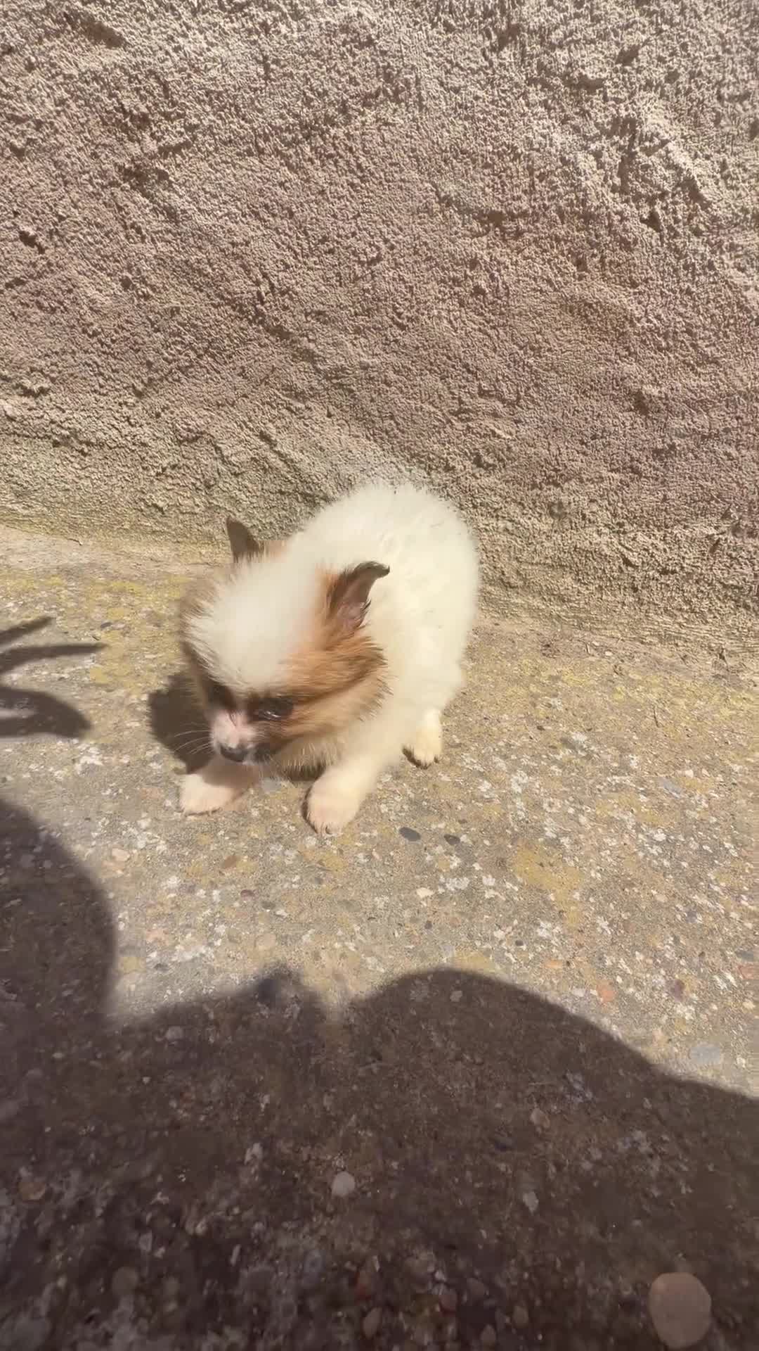 Pomerania perros en venta: Polumerania mini particolor - Video 2