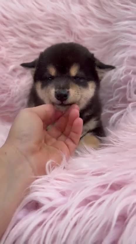 Shiba Inu perros en venta: SHIBA INU NEGRO FUEGO Y ROJOS - Video 2