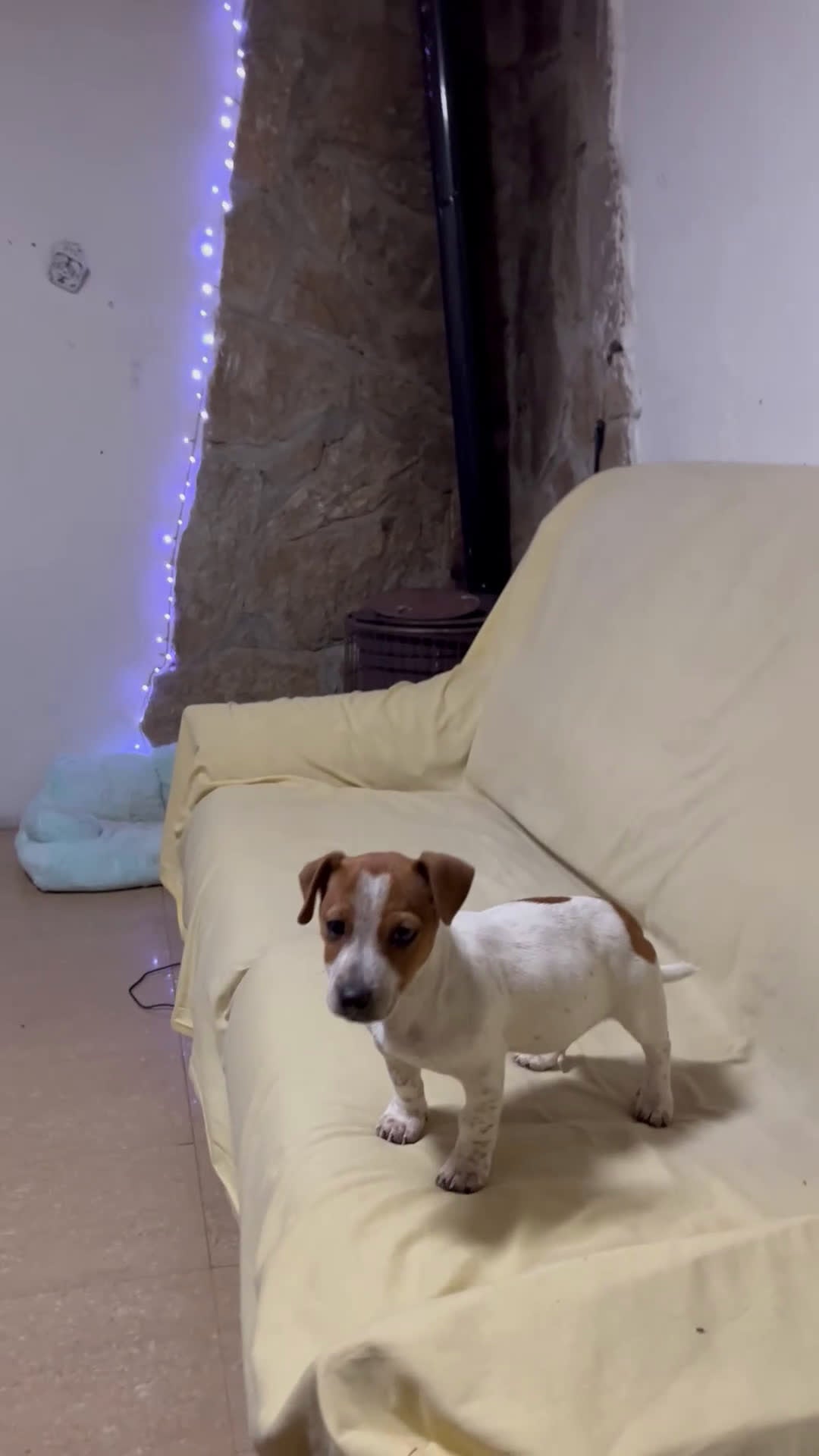Jack Russell Terrier perros en venta: Pequeño Jack Russell 🐾🫶🏻 - Video 1