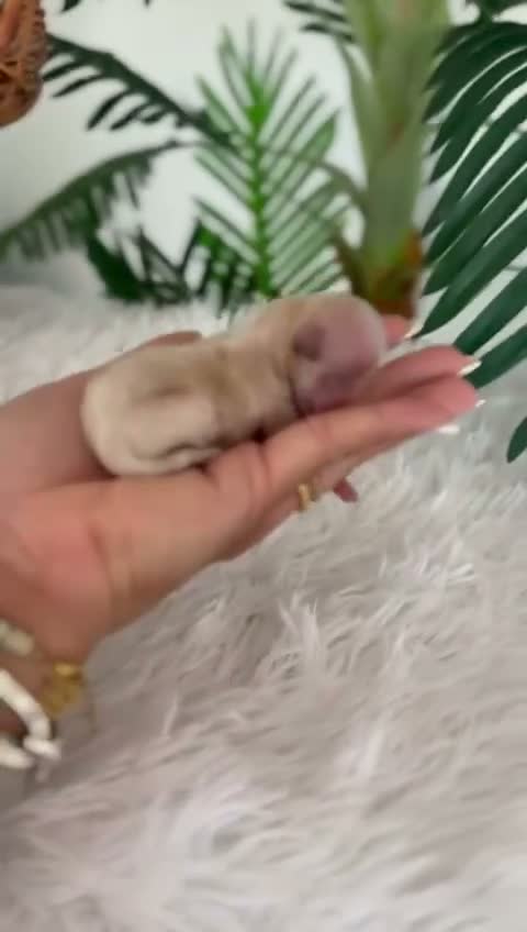 Maltipoo perros en venta: MALTIPOO COREANOS - Video 2
