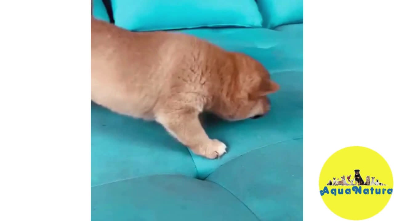 Shiba Inu perros en venta: Shiba Inu Macho 1 de Magy - AQUANATURA en Barcelona - Video 1