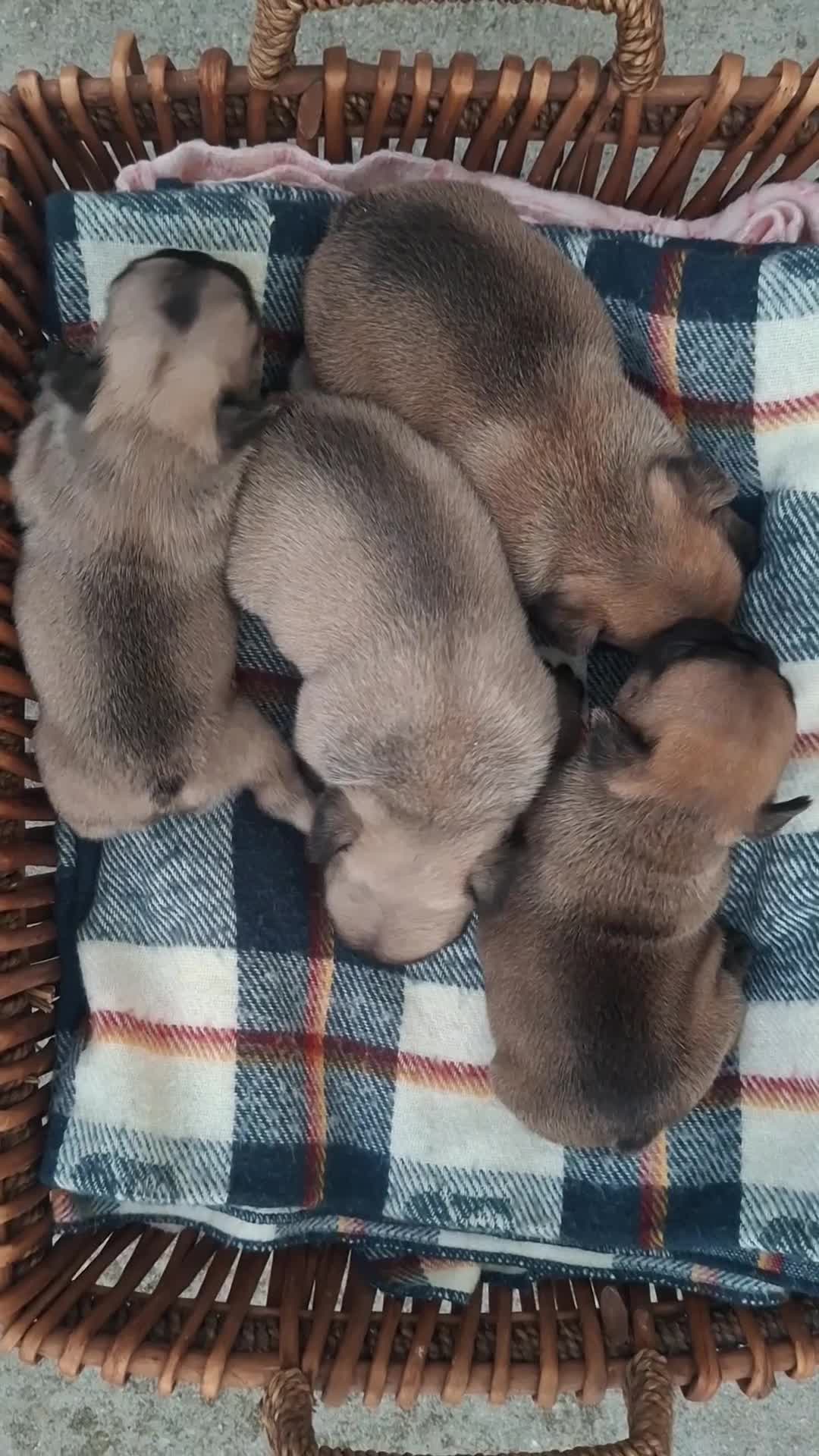Bulldog Francés perros en venta: Cachorros Bulldog Frances - Video 1