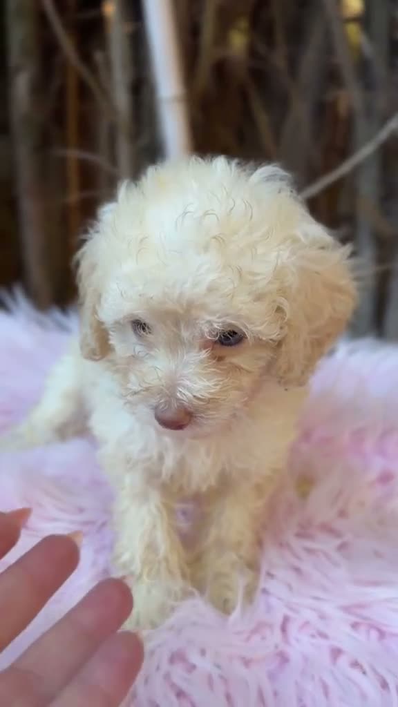 Caniche Toy perros en venta: Hembras caniche canela - Video 1