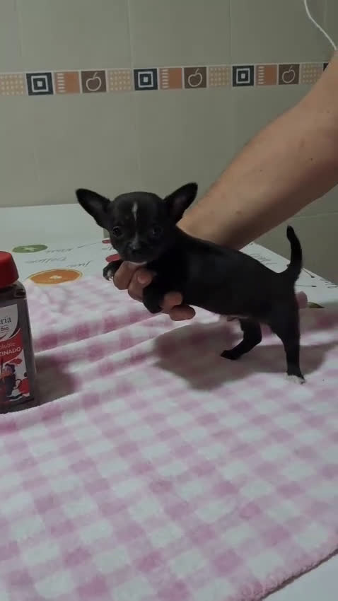 Chihuahua perros en venta: Preciosos machos  - Video 1
