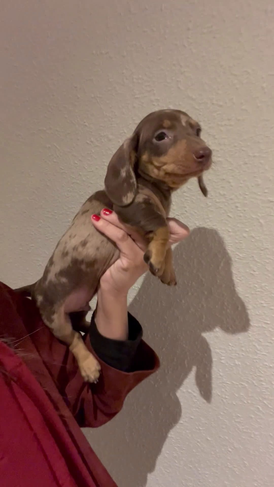 Teckel Miniatura perros en venta: Increíbles Teckel miniatura y Kaninchen .601144783 - Video 3