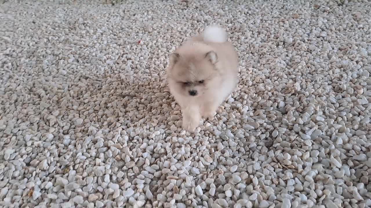 Pomerania perros en venta: Pomerania cara de Oso - Video 2