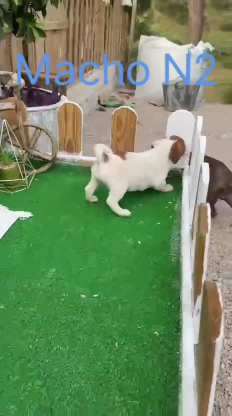 Jack Russell Terrier perros en venta: Jack Russell patitas cortas y pelo corto juguetone - Video 1