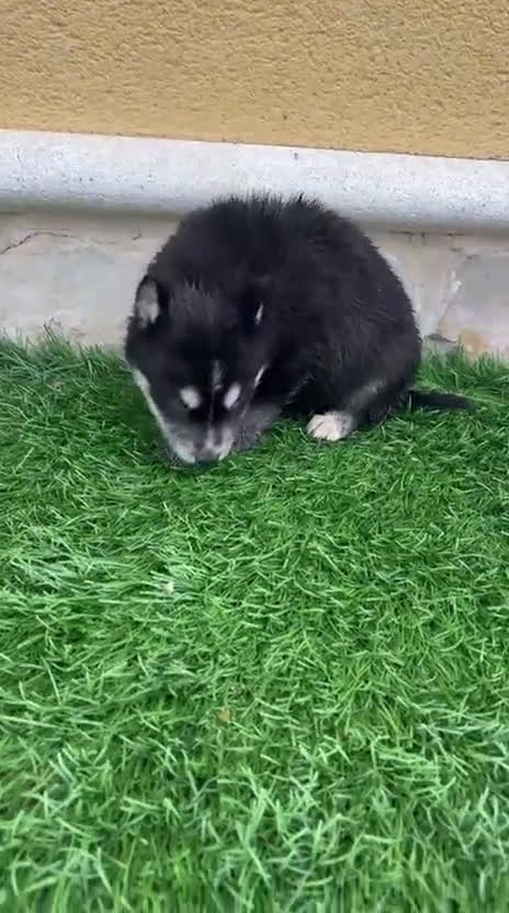 Husky Siberiano perros en venta: Cachorro de Husky Siberiano macho  - Video 1