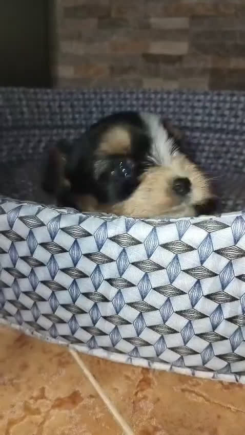 Biewer Yorkshire Terrier a la Pom Pon perros en venta: Biewer macho con pedigree - Video 2