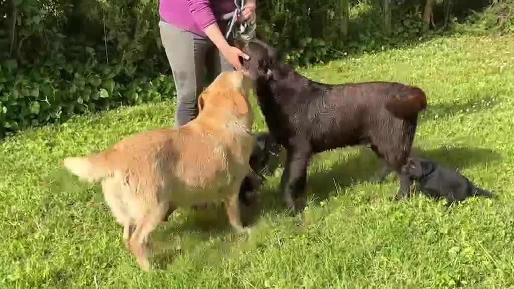 Labrador Retriever perros en venta: CACHORRA NEGRA LABRADOR RETRIEVER - Video 1