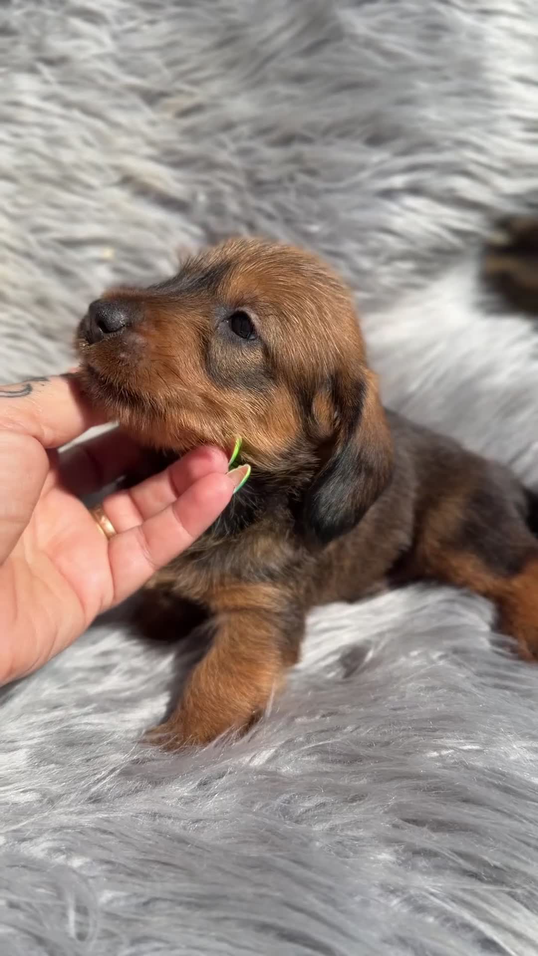 Teckel Miniatura perros en venta: Teckel pelo duro miniatura  - Video 1