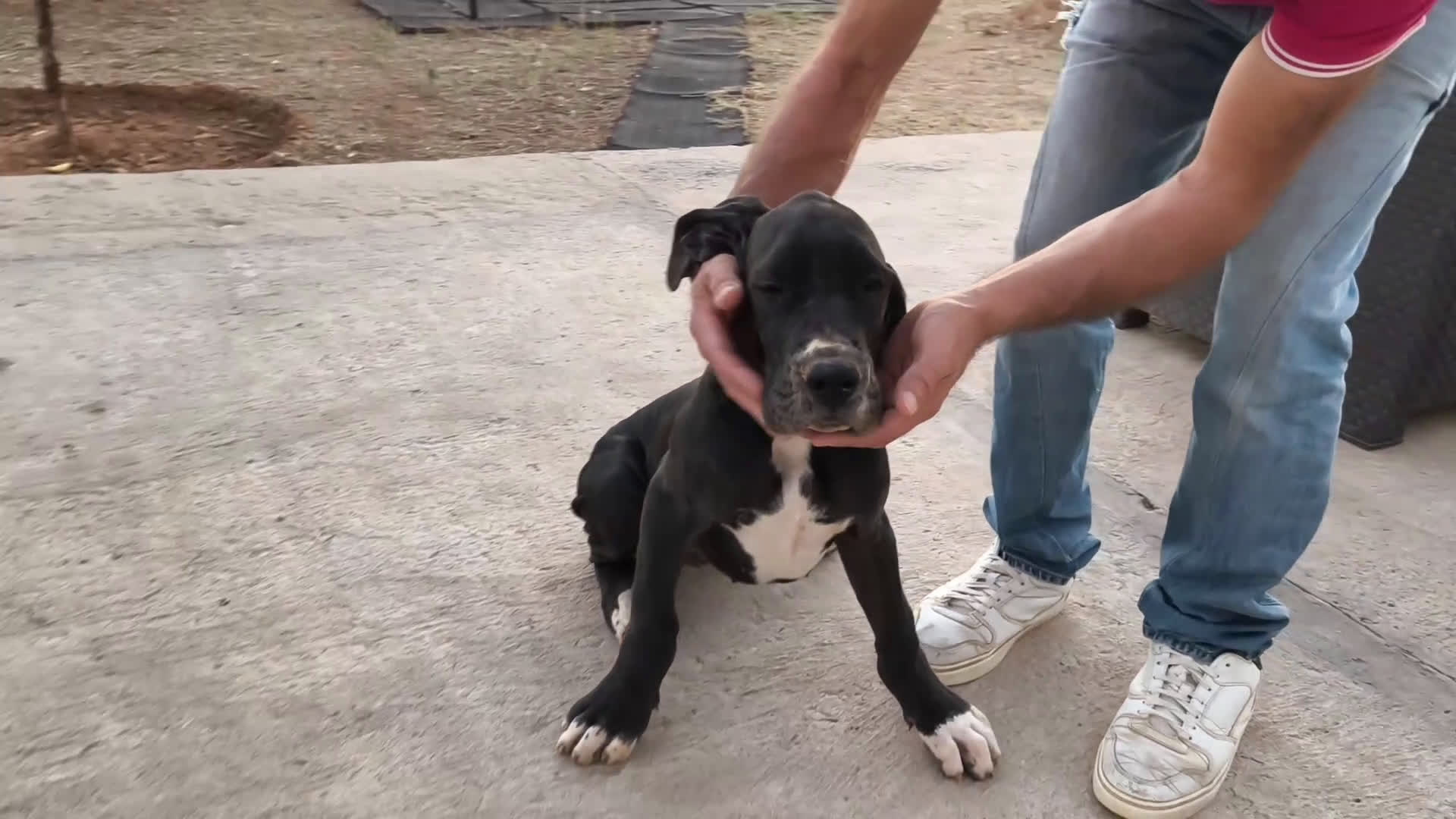 Dogo Alemán perros en venta: Cachorros de Dogo Alemán - Video 4
