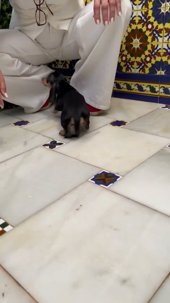 Teckel perros en venta: TECKEL HEMBRA NEGRO Y FUEGO - Video 1