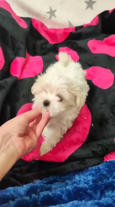 Bichón Maltés perros en venta: Camada raza Bichon Maltes  en Granada - Video 3