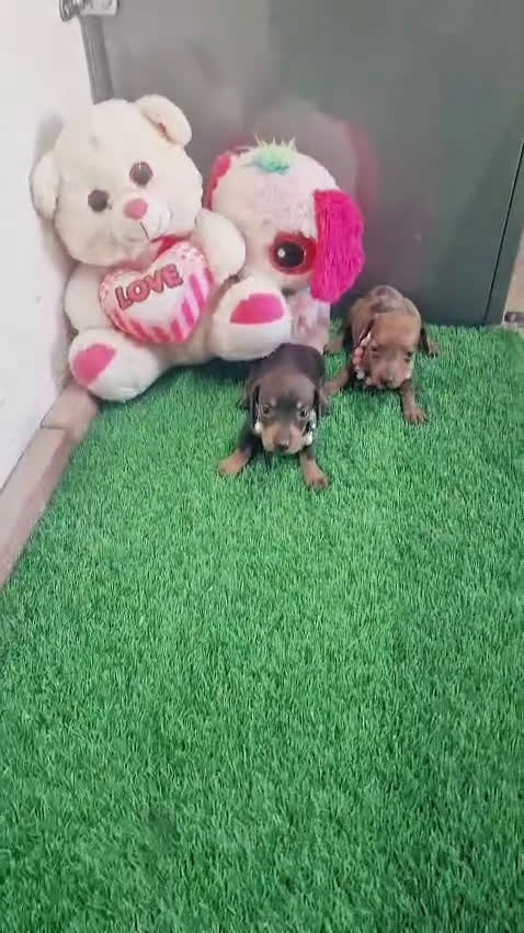 Teckel Miniatura perros en venta: Teckels minis espectaculares! - Video 1