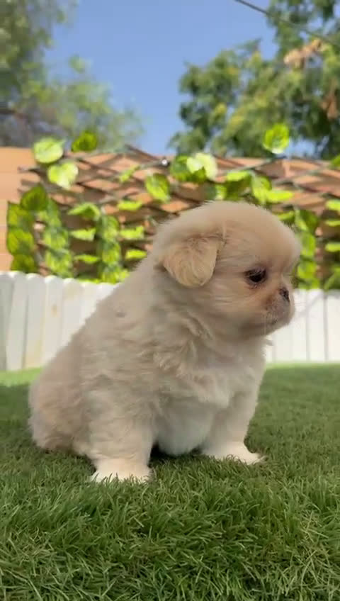 Pekinés perros en venta: PEKINES "3 PRECIOSAS HEMBRAS DISPONIBLES" - Video 3