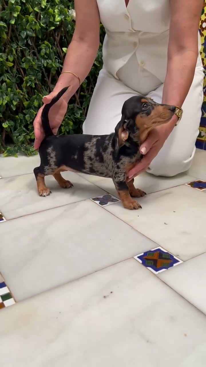Teckel perros en venta: TECKEL HEMBRA ARLEQUÍN - Video 1