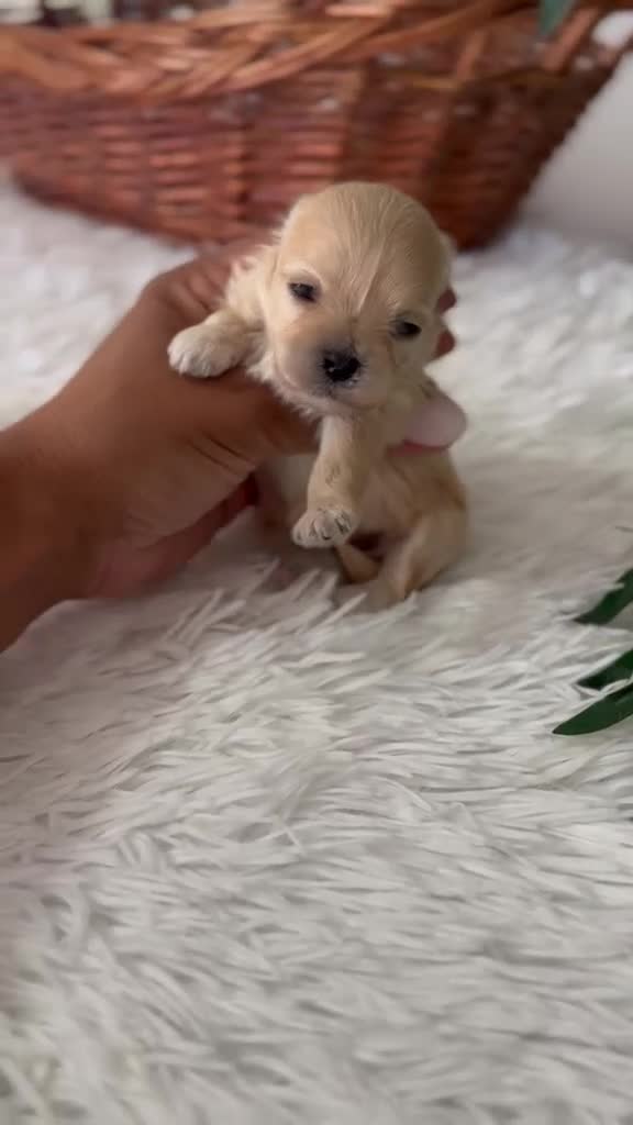 Maltipoo perros en venta: MALTIPOO TOY HEMBRA - Video 1