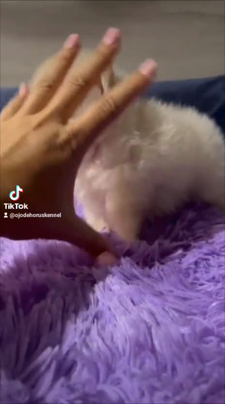 Pomerania perros en venta: Miniatura pomerania boo blancos ositos 💙💙 - Video 2