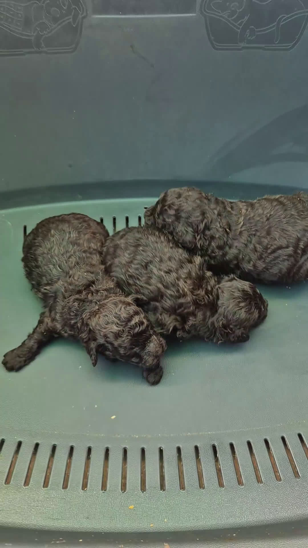 Caniche Toy perros en venta: Caniche toy chocolate  - Video 1