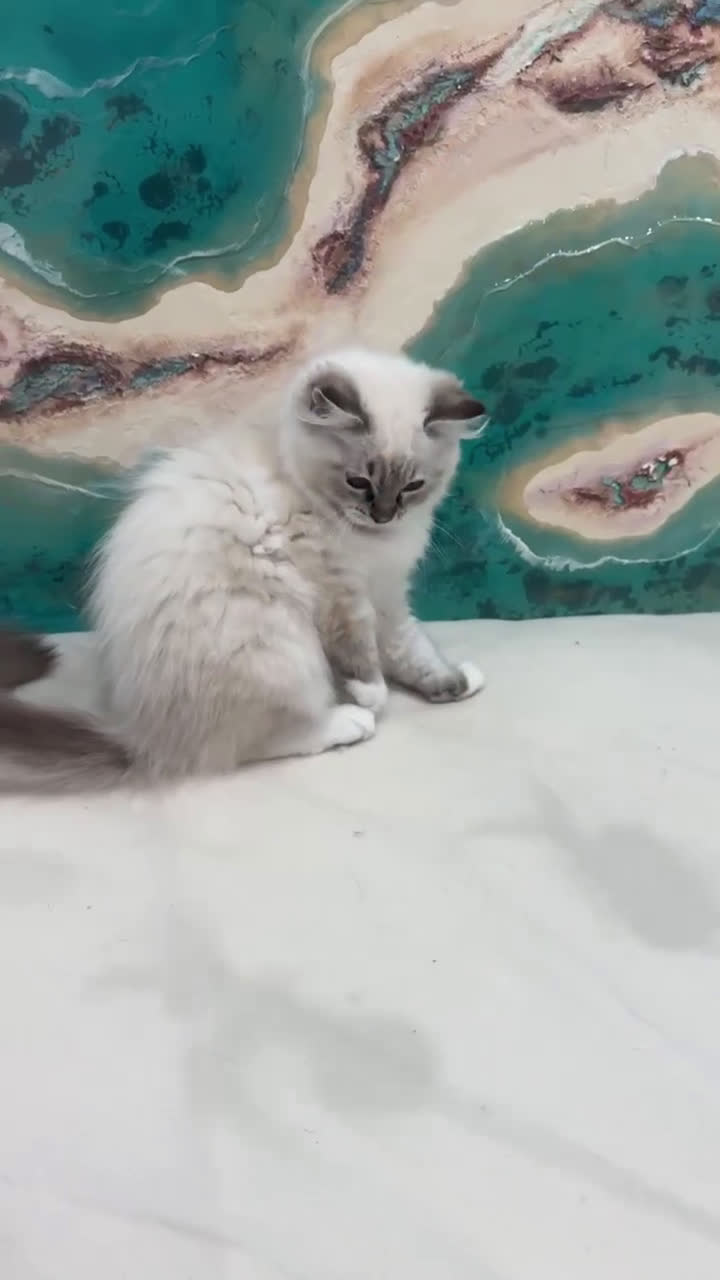 Ragdoll gatos en venta: Gatito ragdoll macho Seal Tabby Mitted - Video 1