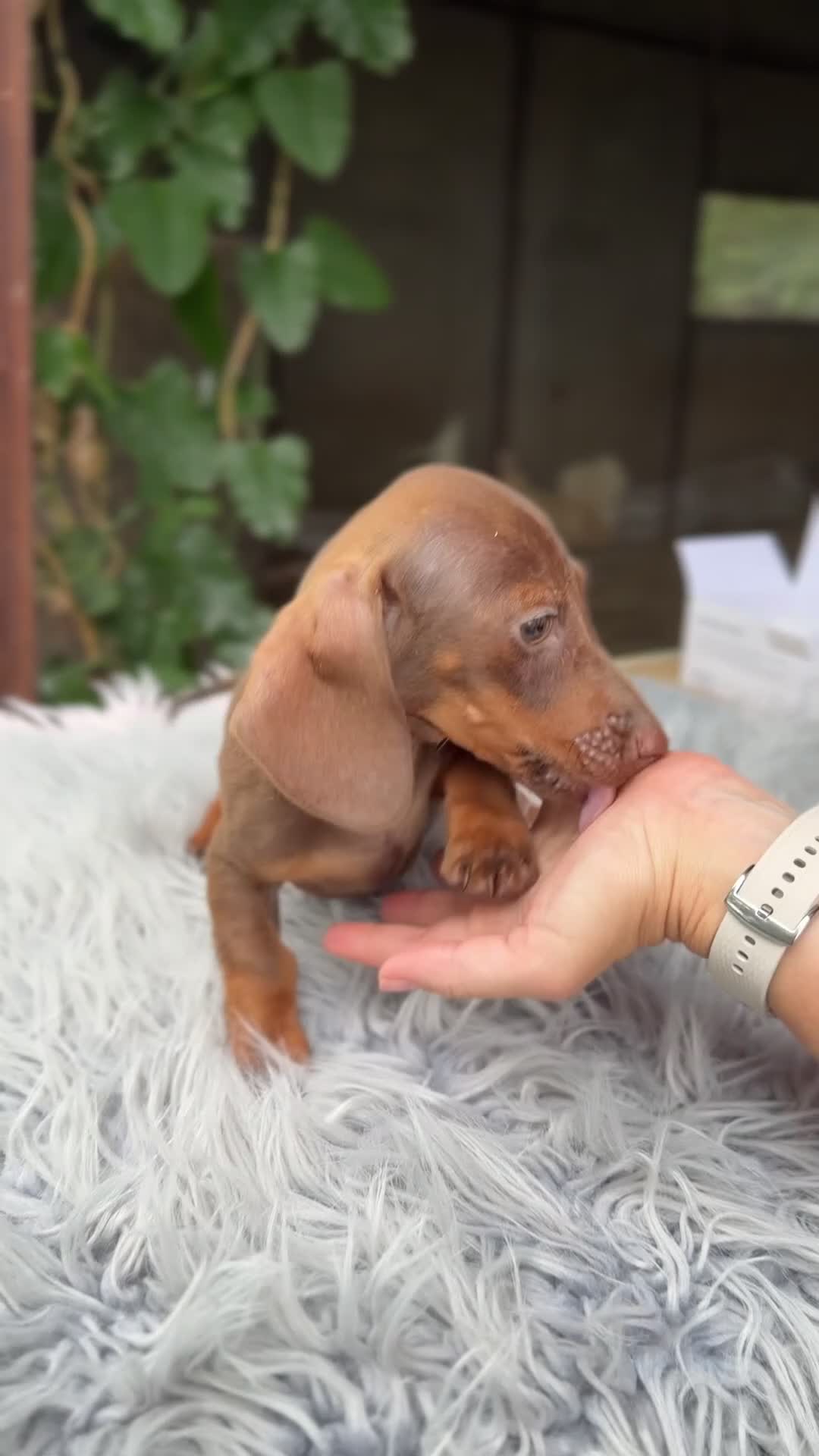 Teckel Miniatura perros en venta: Teckel mini chocolate  - Video 1