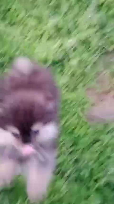 Pomerania perros en venta: Camada de Pomerania en Granada - Video 3