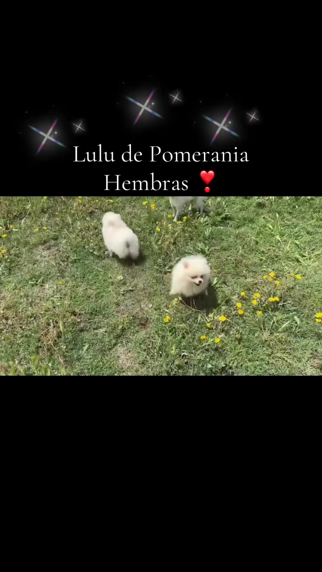 Pomerania perros en venta: Pomerania hembra disponible !!! - Video 1