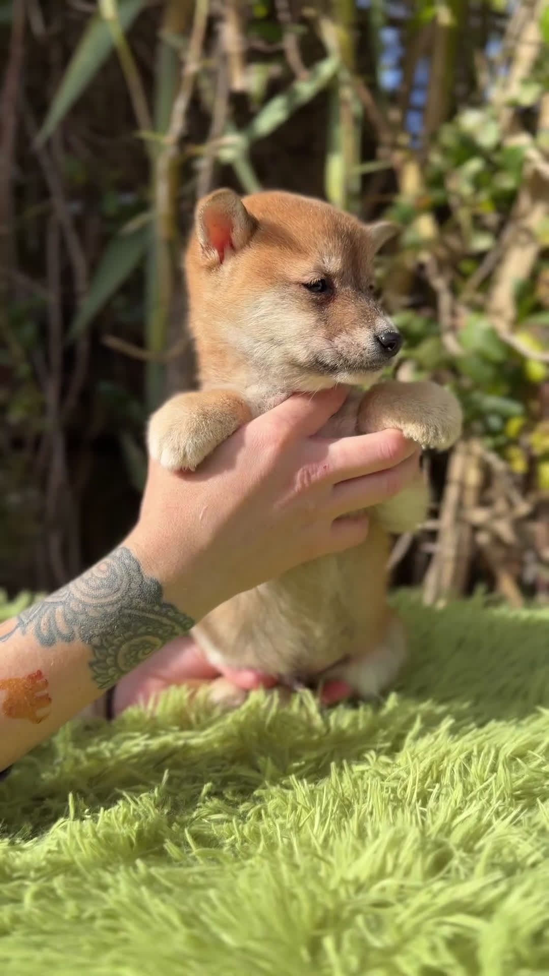 Shiba Inu perros en venta: Shiba Inu rojo  - Video 1