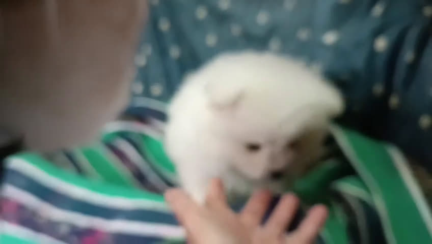 Pomerania perros en venta: MACHITO DE POMERANIA - Video 1