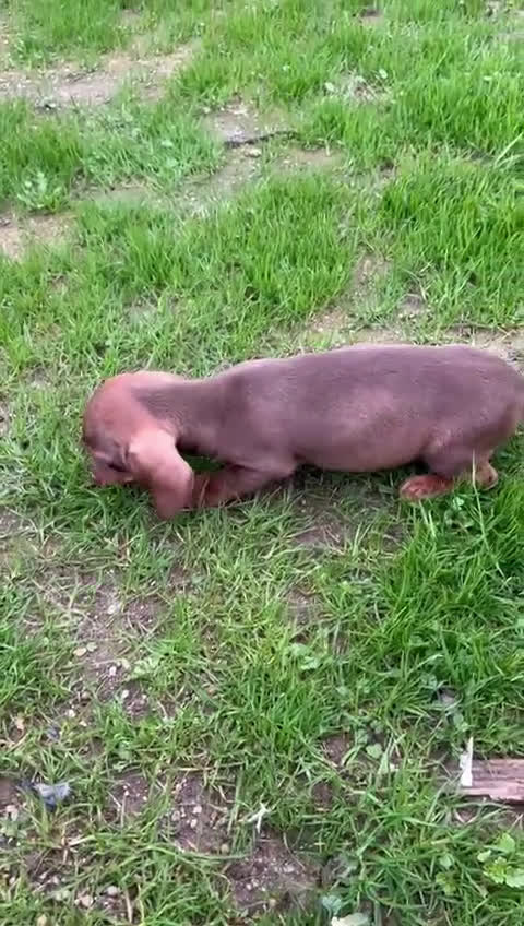 Teckel Miniatura perros en venta: Teckel canichen  - Video 2