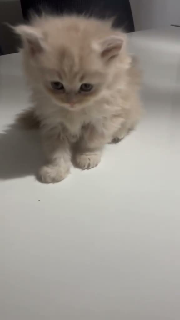 Persa gatos en venta: Gatos persas  - Video 2