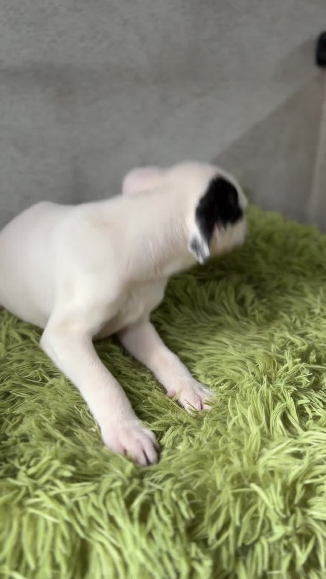 Staffordshire Bull Terrier perros en venta: Staffordshire Bull terrier  - Video 1