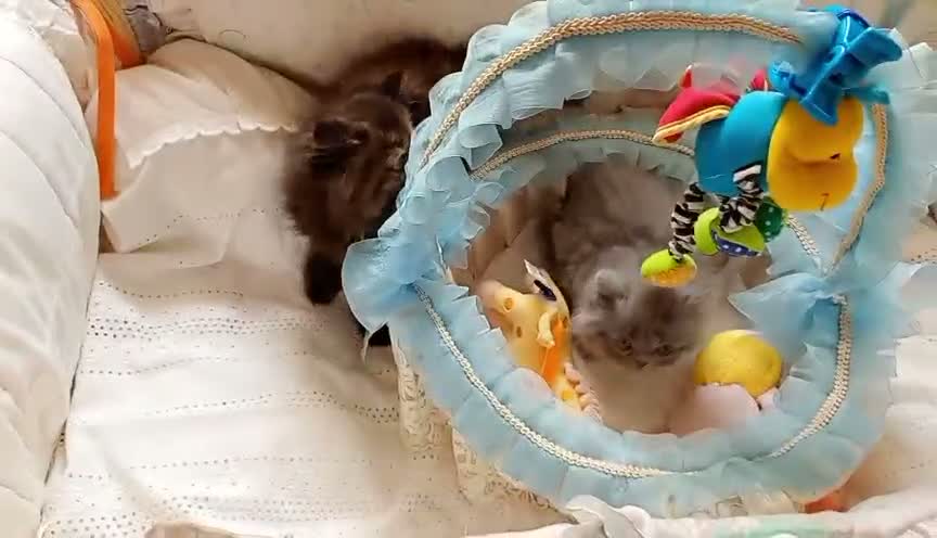 Himalayo gatos en venta: Gatito persa himalayo listo para entregar - Video 3