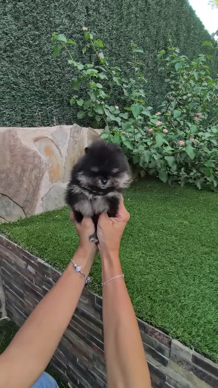 Pomerania perros en venta: Pomerania toy - Video 1