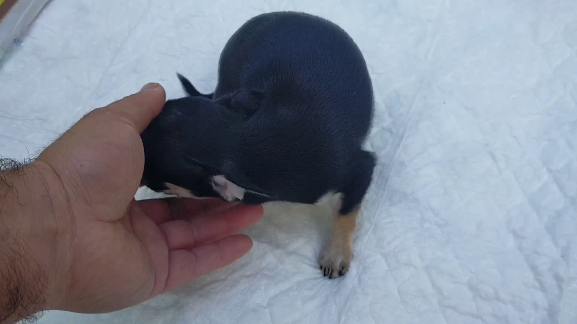 Chihuahua perros en venta: Chihuahuas cabecita de manzana 🍏 - Video 3