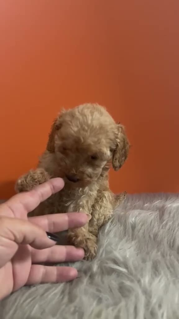 Caniche Toy perros en venta: CANICHE MINI TOY HEMBRA - Video 1