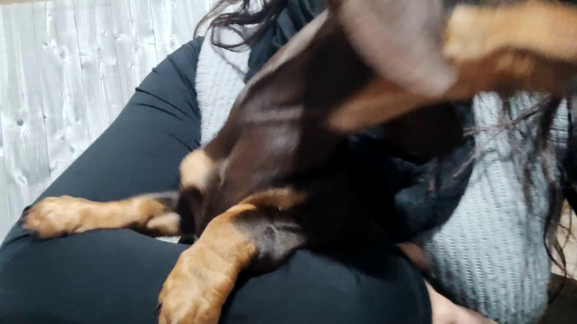 Teckel perros en venta: Teckel kaniche precio real - Video 2