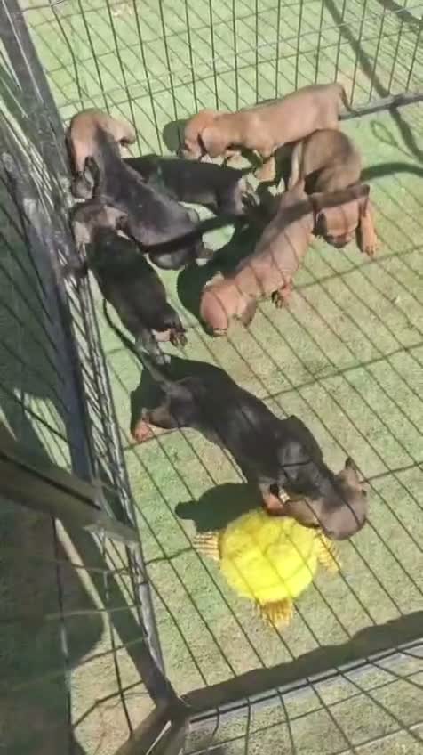 Teckel Miniatura perros en adopcion: Teckel mini - Video 2