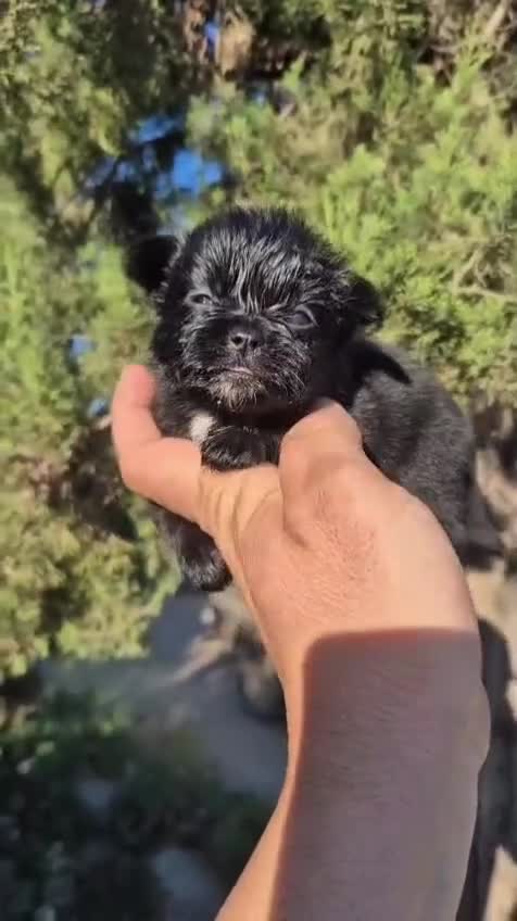 Chihuahua perros en venta: Chihuahua  - Video 2