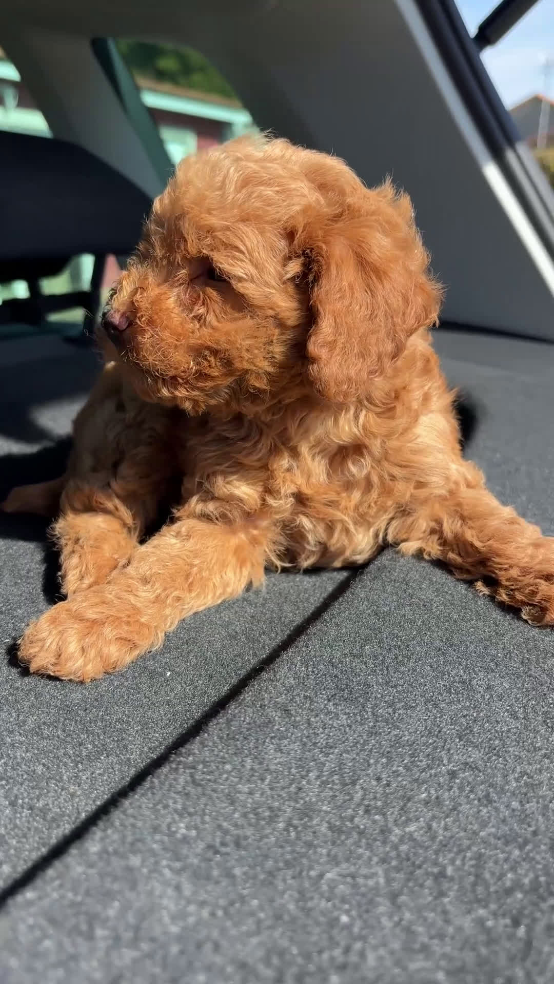 Caniche Toy perros en venta: caniche toy asiáticos  - Video 1