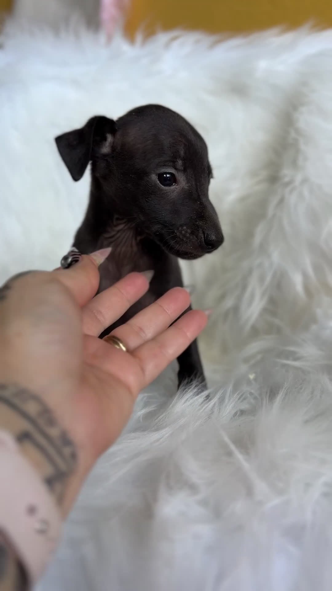 Pequeño Lebrel Italiano perros en venta: Piccolo italiano  - Video 1