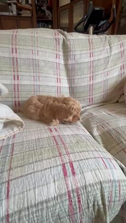 Maltipoo perros en venta: Maltipoo mini última!! - Video 2