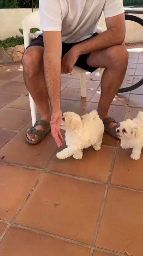 Bichón Maltés perros en venta: Camada Bichón Maltes criados en ambiente familiar  - Video 1