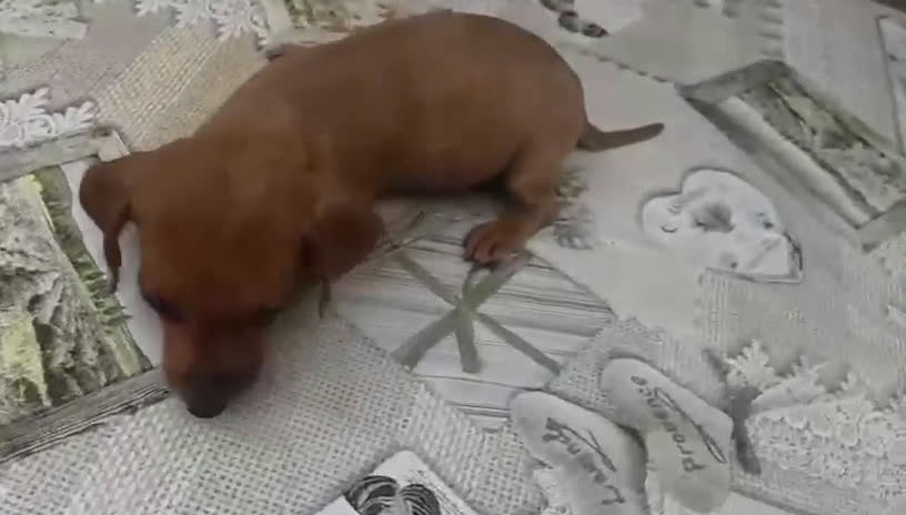 Teckel Miniatura perros en venta: Teckel mini - Video 1