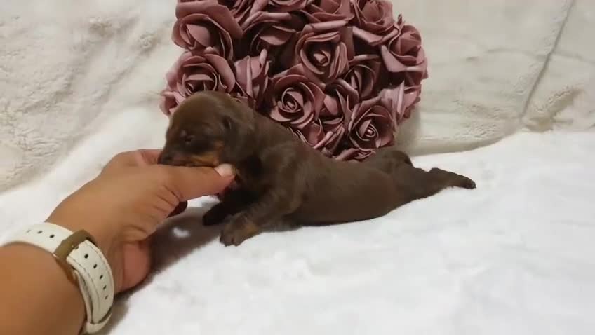 Teckel perros en venta: Teckel hembra chocolate  - Video 1