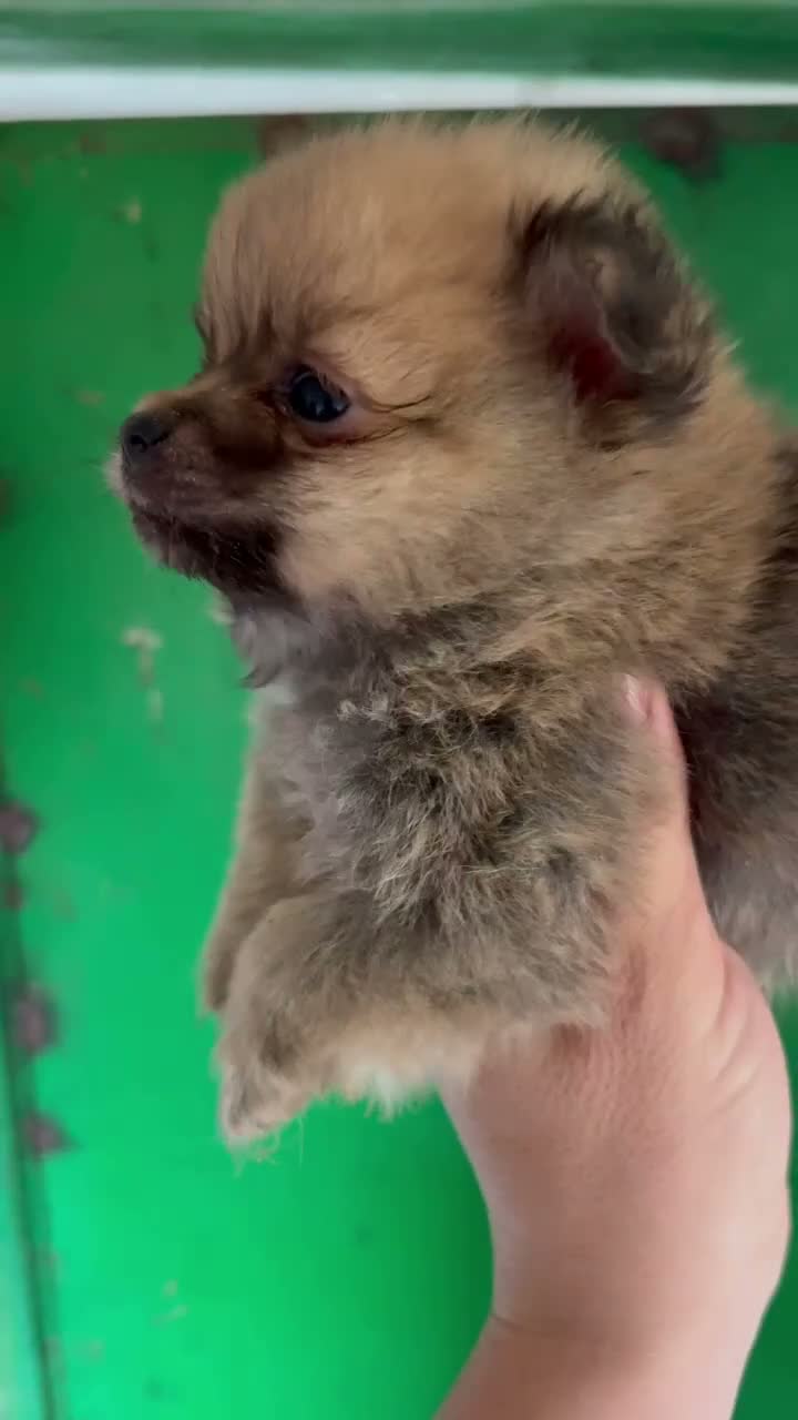 Pomerania perros en venta: Pomerania - Video 1