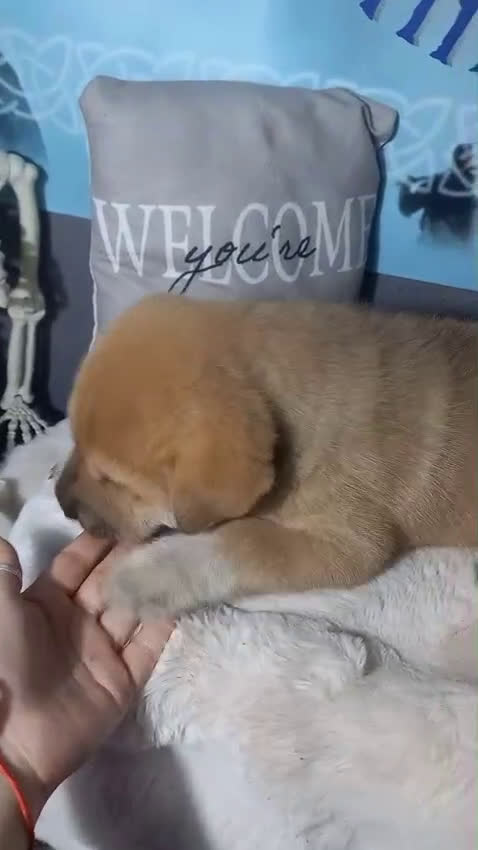 Raza Mixta perros en venta: Cachorros de sharpei con husky Siberiano  - Video 2