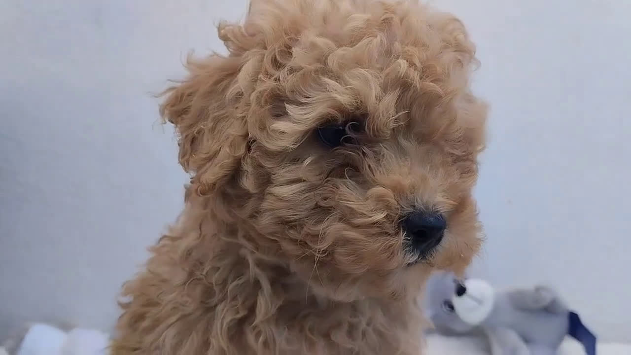 Caniche Toy perros en venta: Caniche toy  - Video 1