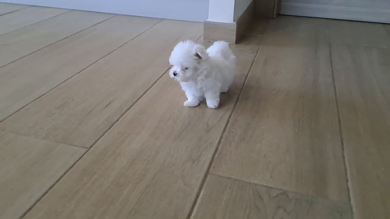 Bichón Maltés perros en venta: Bichon Maltes Micro Toy - Video 1